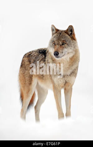 Eurasische Wolf (Canis Lupus Lupus), stehend im Schnee, Gefangenschaft, North Rhine-Westphalia, Deutschland Stockfoto