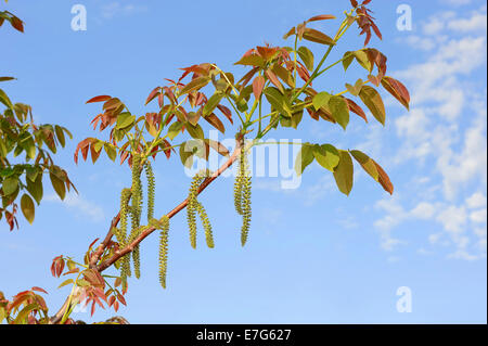 Nussbaum oder gemeinsame Nussbaum, Walnussbaum (Juglans Regia), Zweig mit männlichen Blüten, Kätzchen, Südfrankreich, Provence, Frankreich Stockfoto