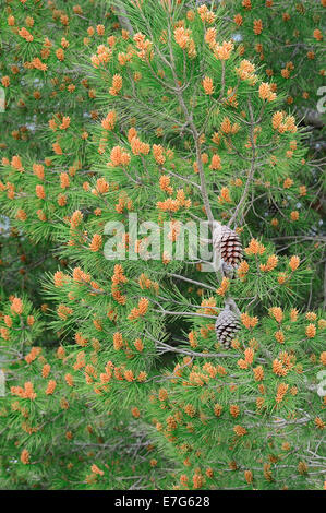 Europäische Schwarzkiefer (Pinus Nigra), Provence, Südfrankreich, Frankreich Stockfoto