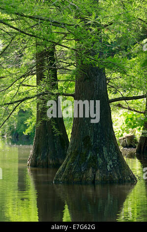 Kahle Zypresse oder Sumpf-Zypresse (Taxodium Distichum), ursprünglich aus Nordamerika, North Rhine-Westphalia, Deutschland Stockfoto