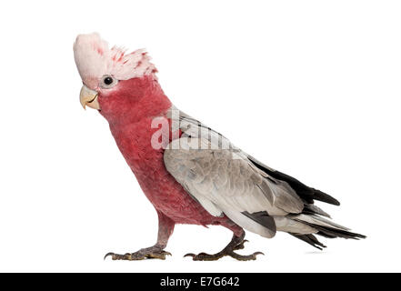 Rose-breasted Cockatoo (2 Jahre alt) isoliert auf weiss Stockfoto