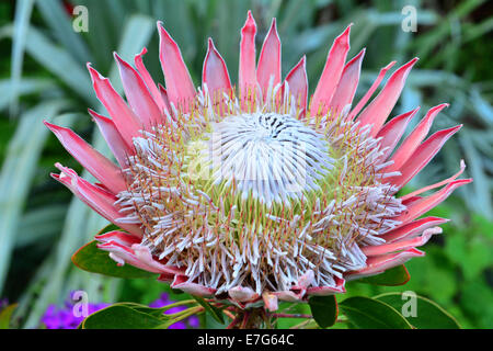 Große Blüten des Königs Protea Protea cynaroides ein Eingeborener der