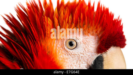 Close-up auf einem hellroten Aras Auge (4 Jahre alt) vor einem weißen Hintergrund Stockfoto