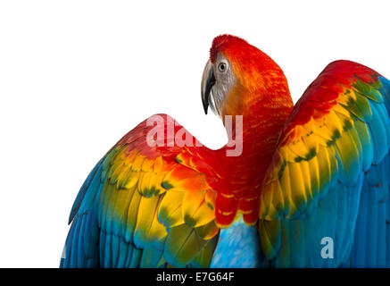 Rear view close-up of a Scarlet Macaw its wings deployed (4 years old) in front of white background Stockfoto