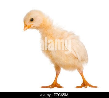 Küken, 8 Tage alt, vor weißem Hintergrund Stockfoto
