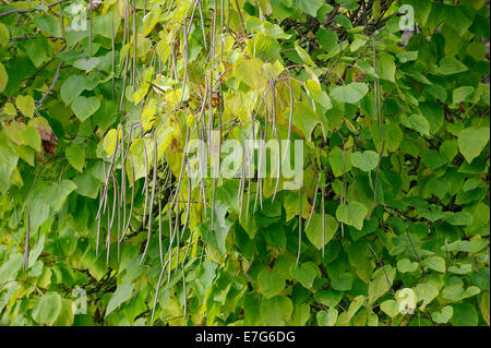Südlichen Catalpa, Zigarre Baum oder indischen Bean Tree (Catalpa Bignonioides, Catalpa Syringifolia), Frucht wächst auf dem Baum Stockfoto