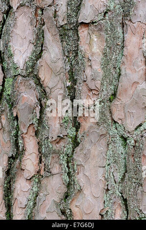 Kiefer (Pinus Sylvestris), Rinde, Niederlande Stockfoto