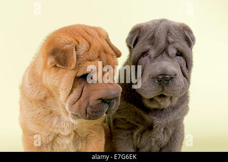 Zwei Shar Pei Welpen, 8 Wochen, Männlich, Farben rot und blau Stockfoto