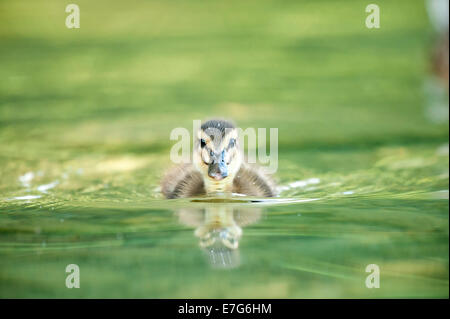 Stockente (Anas Platyrhynchos) Küken Schwimmen im Wasser, Österreich Stockfoto