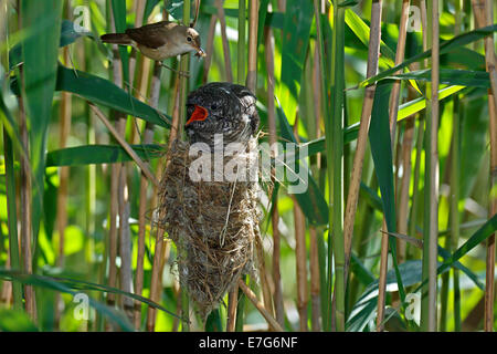 Kuckuck (Cuculus Canorus), Jungvogel von der Host-Vogel, ein Reed Warbler (Acrocephalus Scirpaceus) auf dem Nest gefüttert Stockfoto