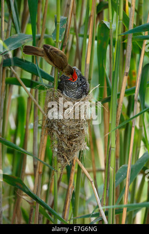 Kuckuck (Cuculus Canorus), Jungvogel von der Host-Vogel, ein Reed Warbler (Acrocephalus Scirpaceus) auf dem Nest gefüttert Stockfoto