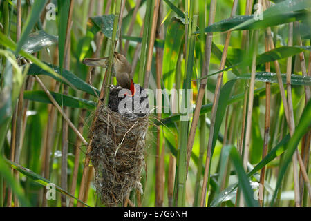 Kuckuck (Cuculus Canorus), Jungvogel von der Host-Vogel, ein Reed Warbler (Acrocephalus Scirpaceus) auf dem Nest gefüttert Stockfoto