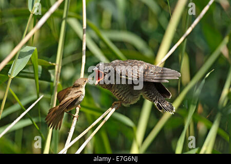 Kuckuck (Cuculus Canorus) Jungvogel von der Host-Vogel, ein Reed Warbler (Acrocephalus Scirpaceus), Kühnauer See See gefüttert Stockfoto