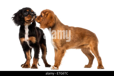 Zwei Cavalier King Charles Spaniels treffen vor einem weißen Hintergrund Stockfoto