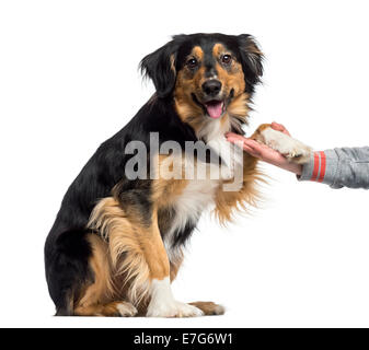 Border Collie seine Pfötchen (2 Jahre alt) vor weißem Hintergrund geben Stockfoto