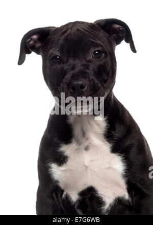 Kopfschuss von einem American Staffordshire Terrier Welpen (3 Monate alt) vor weißem Hintergrund Stockfoto