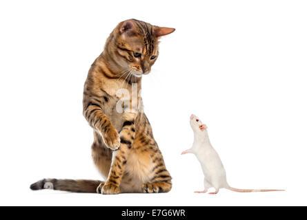 Bengal-Katze schaut und Scharren an eine Ratte vor einem weißen Hintergrund Stockfoto