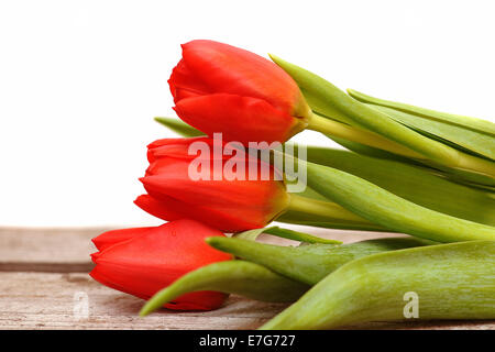 Drei rote Tulpen (Tulipa) Stockfoto
