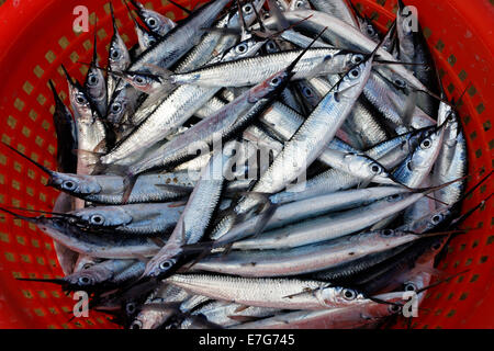 Silbrige Fische, Hornhecht (Belone Belone), in ein Kunststoffkorb, Bloody Bay, Trinidad und Tobago Stockfoto