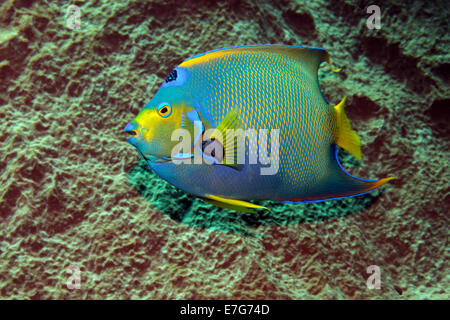 Königin-Kaiserfisch (Holacanthus Ciliaris) vor Schwamm, Little Tobago, Trinidad und Tobago Stockfoto