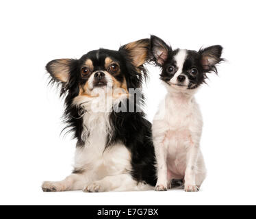 Zwei Chihuahuas nebeneinander vor weißem Hintergrund Stockfoto