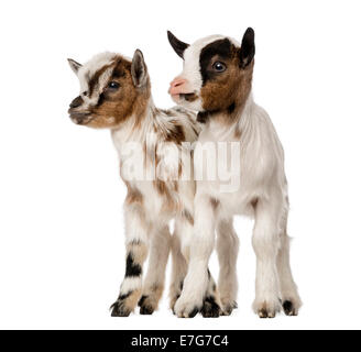 Zwei junge Hausziegen, Kinder vor weißem Hintergrund Stockfoto