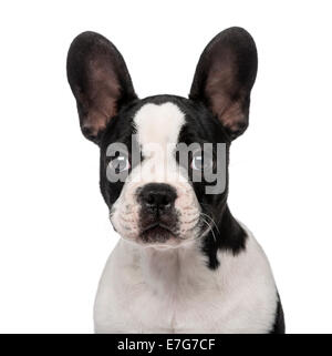 Französische Bulldogge Welpen (3 Monate alt) vor weißem Hintergrund Stockfoto