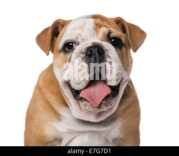 Englische Bulldogge Welpen (4 Monate alt) vor weißem Hintergrund Stockfoto