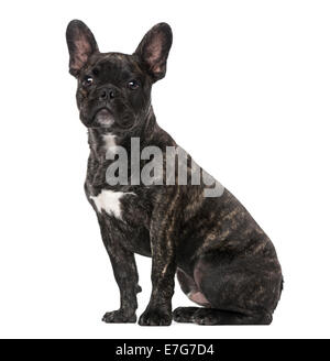 Französische Bulldogge Welpen (5 Monate alt) vor weißem Hintergrund Stockfoto