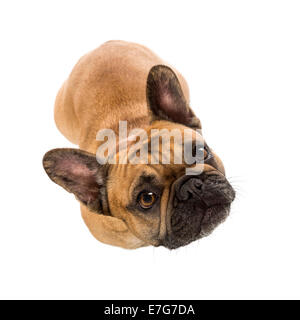 Draufsicht auf eine französische Bulldogge (3 Jahre alt) vor einem weißen Hintergrund Stockfoto