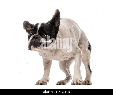 Französische Bulldogge (3 Jahre alt) schütteln vor einem weißen Hintergrund Stockfoto