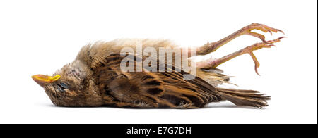 Toten jungen Haussperling, Passer Domesticus, vor weißem Hintergrund Stockfoto