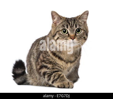 Alert Katze (1 Jahr alt) vor weißem Hintergrund Stockfoto