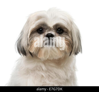 Shih Tzu (18 Monate alt) vor weißem Hintergrund Stockfoto