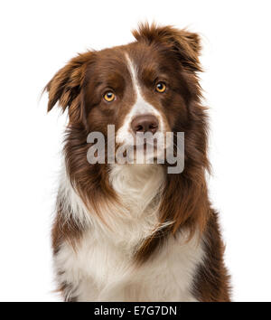 Border Collie (2 Jahre alt) vor weißem Hintergrund Stockfoto