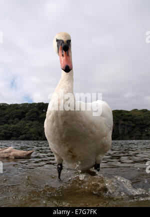 Höckerschwan Cygnus Olor gesehen aus niedrigen Winkel nach oben, UK Stockfoto