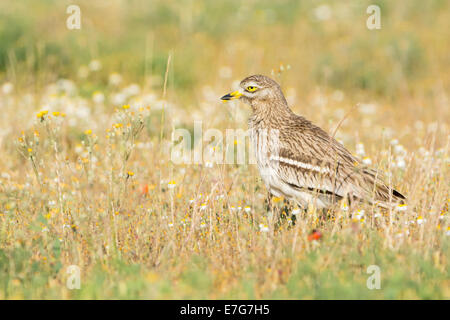 Stein-Brachvogel (Burhinus Oedicnemus) Erwachsenen, stehend auf Wiese zwischen Blumen, Katalonien, Spanien. Stockfoto