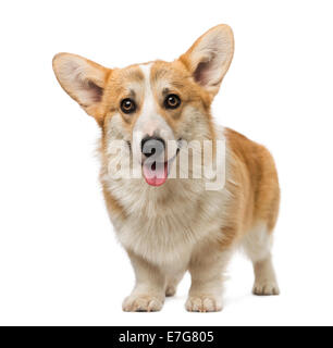 Welsh Corgi Pembroke (7 Monate alt) vor weißem Hintergrund Stockfoto