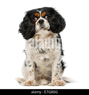 Cavalier King Charles Spaniel (5 Jahre alt) vor weißem Hintergrund Stockfoto