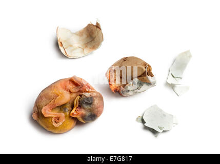 Toten jungen Haussperling, Passer Domesticus, vor weißem Hintergrund Stockfoto