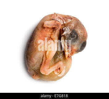 Toten jungen Haussperling, Passer Domesticus, vor weißem Hintergrund Stockfoto