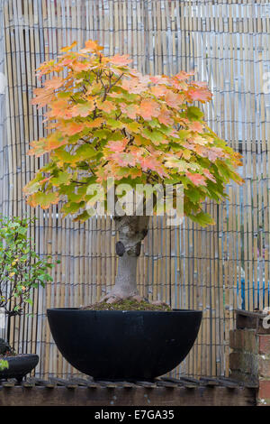 Bosniens. Bergahorn Acer Pseudoplatarus (Aceraceae) Stockfoto