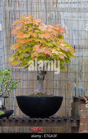 Bosniens. Bergahorn Acer Pseudoplatarus (Aceraceae) Stockfoto