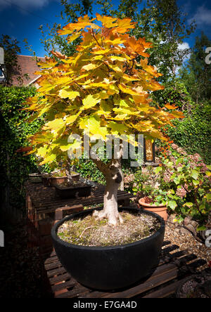 Bosniens. Bergahorn Acer Pseudoplatarus (Aceraceae) Stockfoto