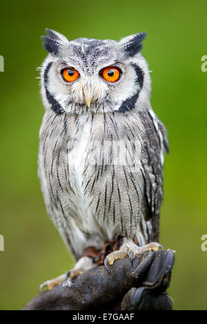 Portrait einer männlichen südlichen White-faced Eule (Ptilopsis Granti) - 16. August 2014 Stockfoto