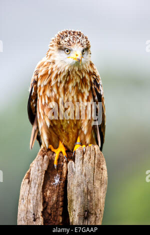 Porträt von einem weiblichen Rotmilan - 16. August 2014 Stockfoto