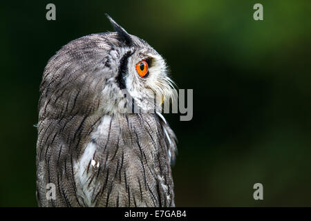 Portrait einer männlichen südlichen White-faced Eule (Ptilopsis Granti) - 16. August 2014 Stockfoto