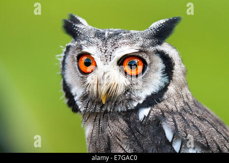 Portrait einer männlichen südlichen White-faced Eule (Ptilopsis Granti) - 16. August 2014 Stockfoto