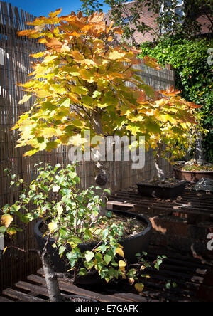 Bosniens. Bergahorn Acer Pseudoplatarus (Aceraceae) Stockfoto