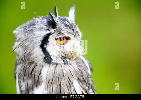 Portrait einer männlichen südlichen White-faced Eule (Ptilopsis Granti) - 16. August 2014 Stockfoto